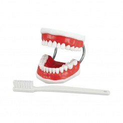 Model chrupu pro demonstraci čištění zubů
